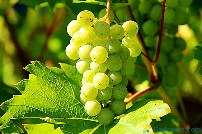Kesha vīnogas - audzēšanas un aprūpes iezīmes