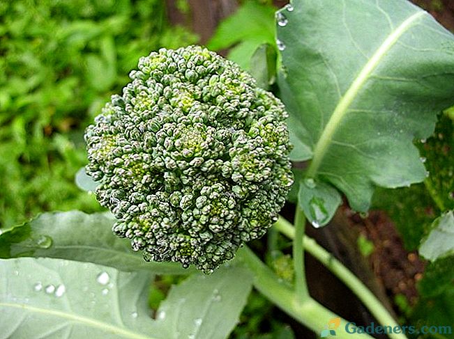Pěstování brokolice: pravidla a hospodaření