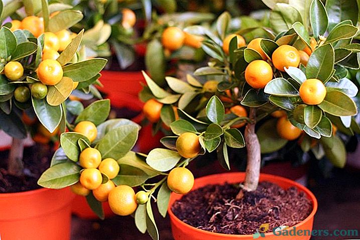 Pestovanie citrusov doma