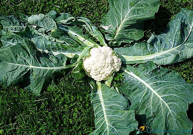 Pestovanie karfiolu: hlavná poľnohospodárska technológia