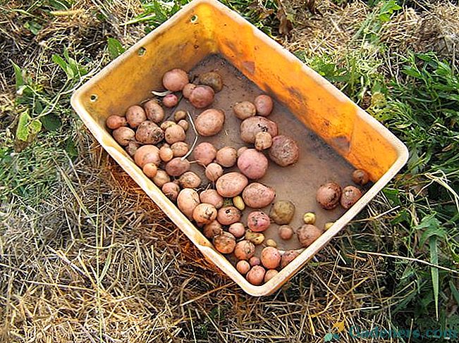 Вирощування картоплі: картопля під соломою