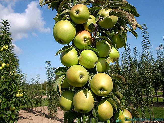 Uprawa jabłoni kolumnowej: sekrety zbiorów