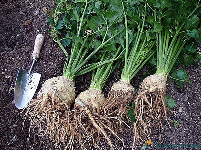 Augantys salierų šaknys: patarimai ir derliaus paslaptys