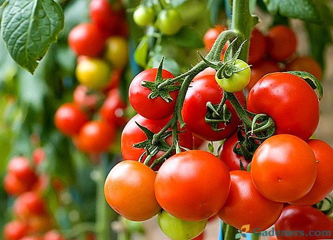Rastlinné semenáče rajčiakov: doba výsevu a optimálna teplota
