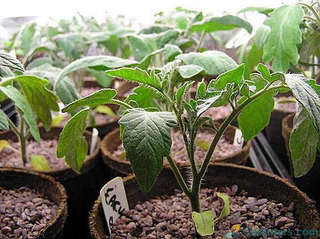 Отглеждане на разсад от домати: засяване, бране, поливане и хранене, втвърдяване