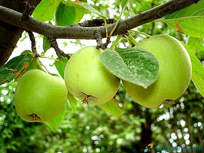Въздушни оформления: възпроизвеждане на ябълково дърво без ваксинации