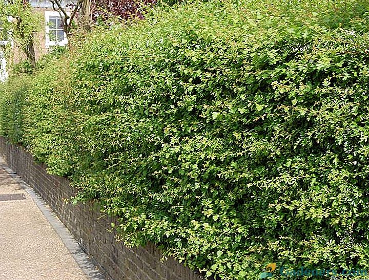 Hawthorn hedge - kaip tai padaryti sau?
