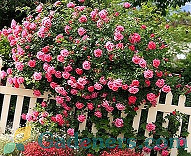 Bušo rožės: geriausios rūšys ir priežiūros taisyklės