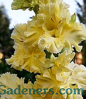 TOP-7 neparasta gladiolu šķirnes