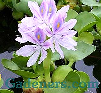 Čo je vodný hyacint a ako sa oň starať