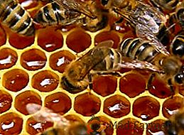 Pohankový med: jaké je jeho použití, jak si vybrat, uložit a případně poškodit