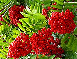 Come viene usato il rosso ashberry: proprietà e controindicazioni utili
