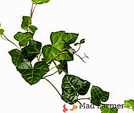 Ivy: propriedades medicinais e contra-indicações