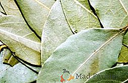 Lo que es útil para los laureles: la composición química y las propiedades medicinales de las hojas de laurel