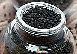 Kako koristna je črna kumina za ljudi, uporaba kumina in njegovega olja v ljudski medicini
