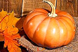 Pumpkin Muscat: popis a fotografie nejlepších odrůd pro pěstování