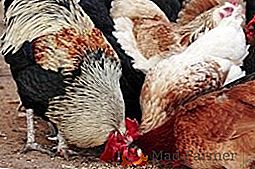 Comment, comment et combien nourrir les poules: faire le bon régime