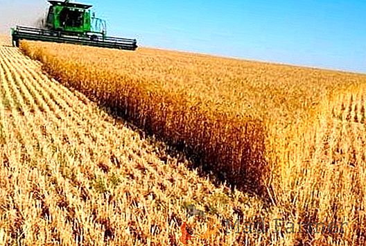 La Crimea aumenterà la produzione di grano macinato