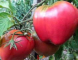 Características de cultivo de tomate Batanya, plantando e cuidado para salada de tomate