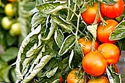 Tomates Fusarium: medidas efectivas de lucha
