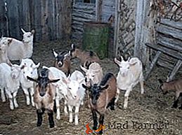 Zimski uzgoj koza: hranjenje