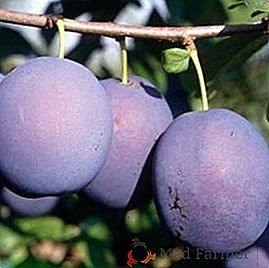 Agrotechnics of plum blossoming "Stanley" (Stanley): charakterystyka, sadzenie i pielęgnacja