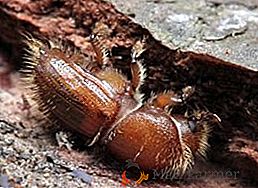 Escarabajo de corteza: cómo se ve, qué es peligroso, cómo deshacerse