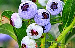 Blueberry "Northland": descripción y cultivo de la variedad