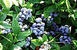 Características del Blueberry "Patriot": plantación y salida en el campo