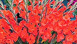 Gladiolus: uma descrição das melhores variedades para o jardim
