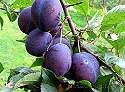 Înmulțirea prunelor prin butași: recoltare, înrădăcinare, plantare și îngrijire