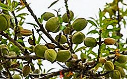 Najpogostejše sorte in vrste mandljev