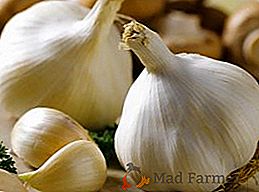 Varietà di applicazione dell'aglio: composizione e proprietà utili