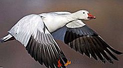 Descrição e foto das espécies ganso branco