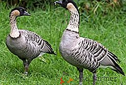 Características gerais e tipos de gansos negros (Goose)