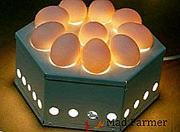 Ovoscopio: cómo huevos apropiadamente huevos