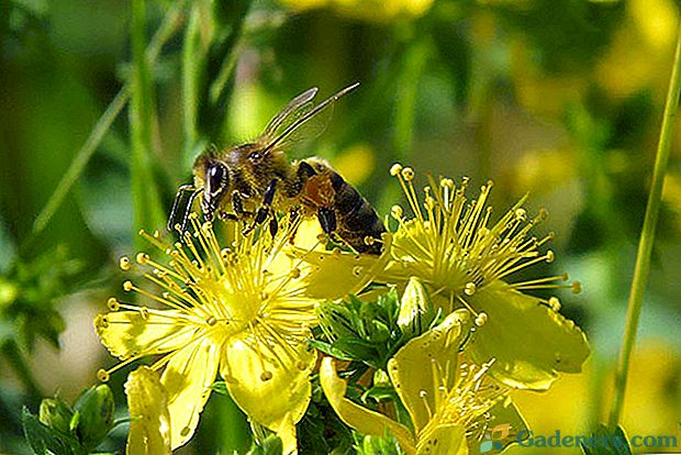 10 съвета как да привлечете пчелите в задния двор, ако не сте пчеларство