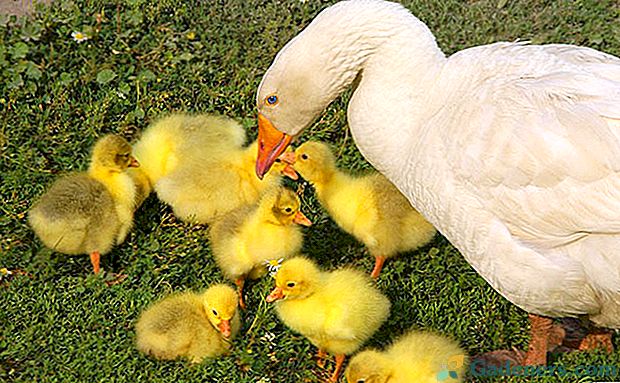 Kŕmenie a ošetrovanie goslings v prvých 3 týždňoch života