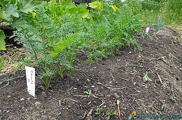 Kaip auginti morkas taip, kad neplinta: 4 geriausi būdai