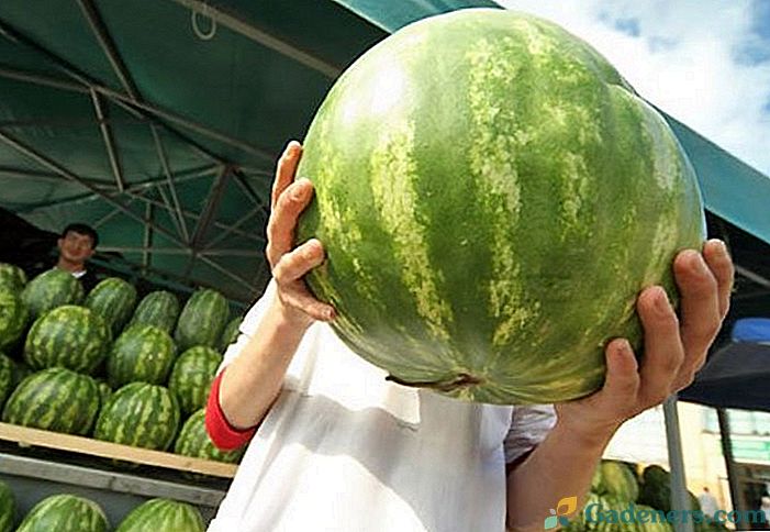 7 tajemství rostoucích melounů