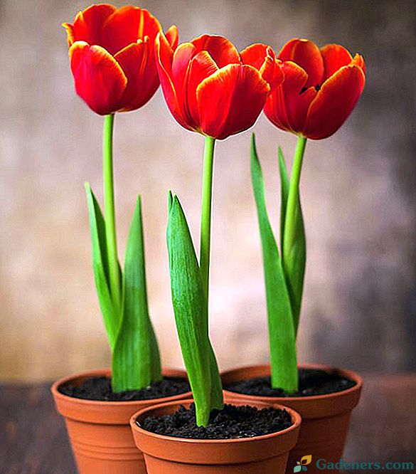 Jemná kytice pro 8. března - nutit tulipány doma