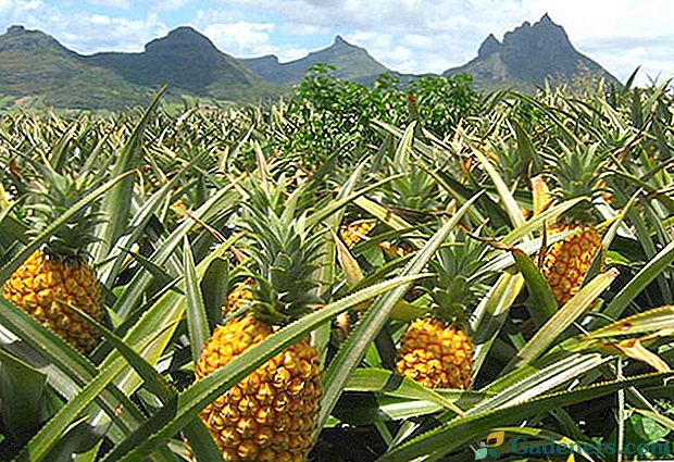 Ar norite sužinoti, kur ananasai auga natūraliomis sąlygomis?