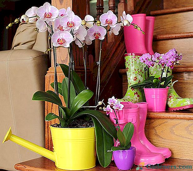 Ali veste, kako voditi orhidejo?