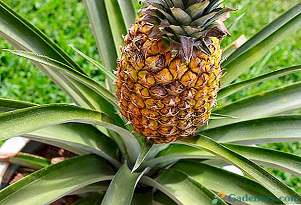 Ar žinote, kokių rūšių ir rūšių ananasai egzistuoja gamtoje?