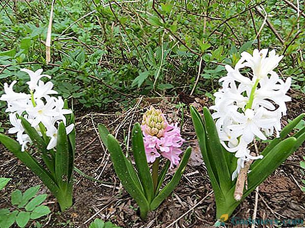 Víte, kdy se vykoupat hyacinty po květu?