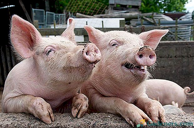 Африканська чума і інші хвороби свиней