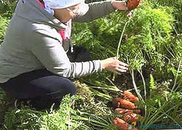 Žemės ūkio technologija morkų auginimas