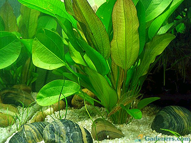 Akvariumo augalų citrinžolė: augimo ir priežiūros bruožai