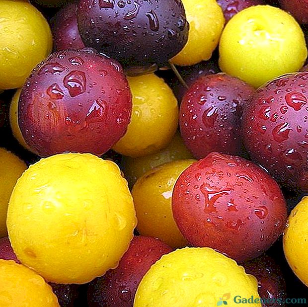 Cherry švestky a slivky: aké sú rozdiely?