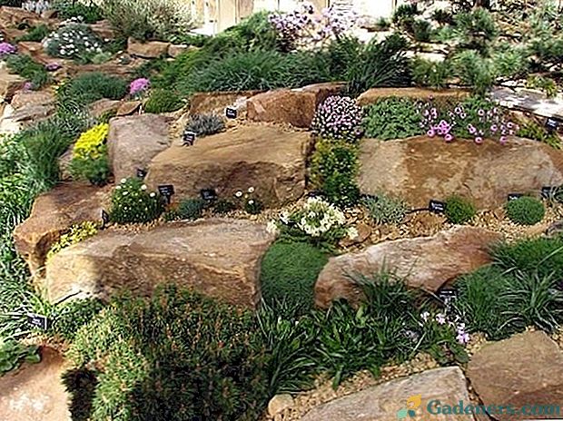 Skalná záhrada: Charakteristika a usporiadanie